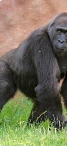 gorilla